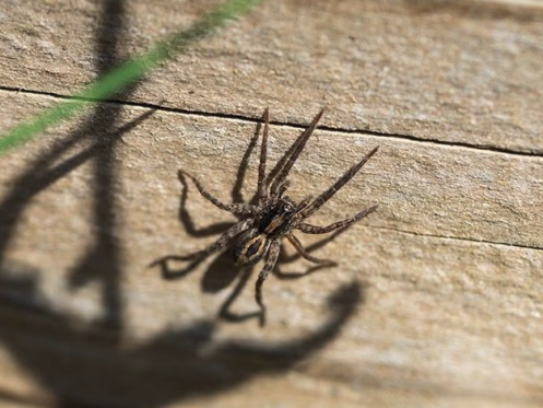 Spider Control in Phoenix, AZ