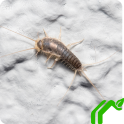 A grey silverfish with legs and antennae crawls across a white textured surface
