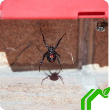 Spider Control In Phoenix, AZ