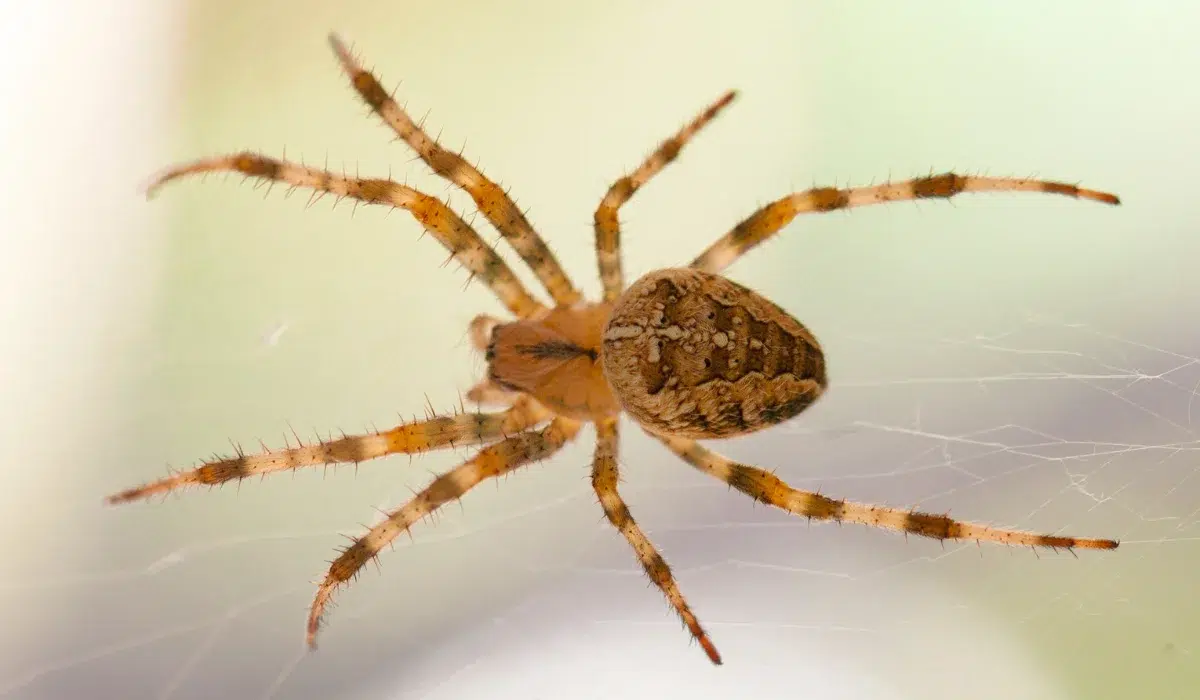 Western Spotted Orb Weaver