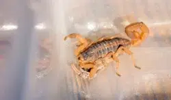 Striped Bark Scorpion