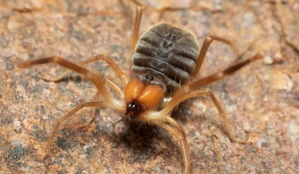 Sun Spider