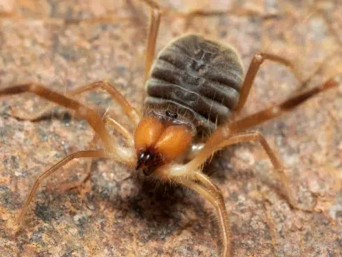 Sun Spider