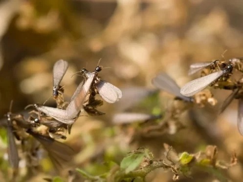swarming termite