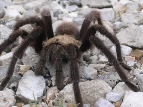 Tarantula