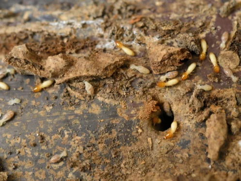 termites