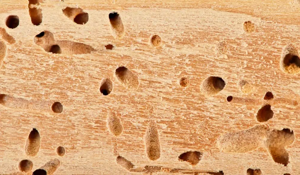 Termite hole