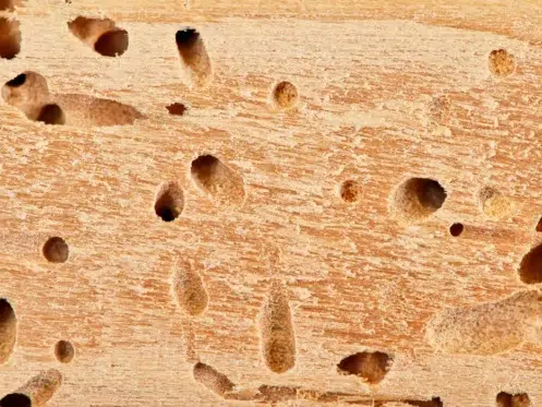 Termite hole