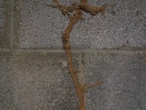 Termite mud tubes on a concrete wall