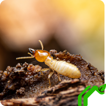 A termite walks on the edge of a dirt clump and looks over the edge