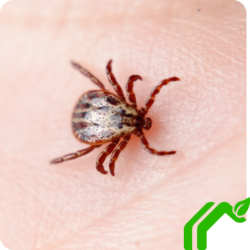 A tick sits on someone's skin