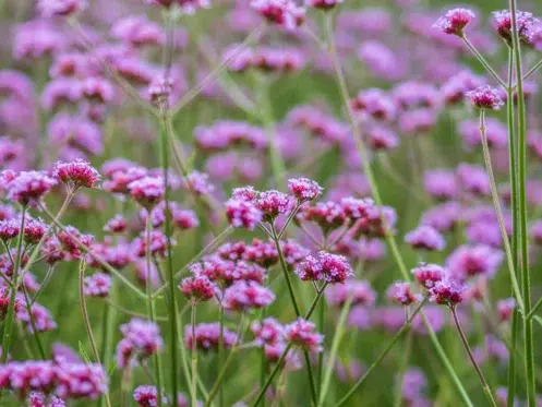 Verbena