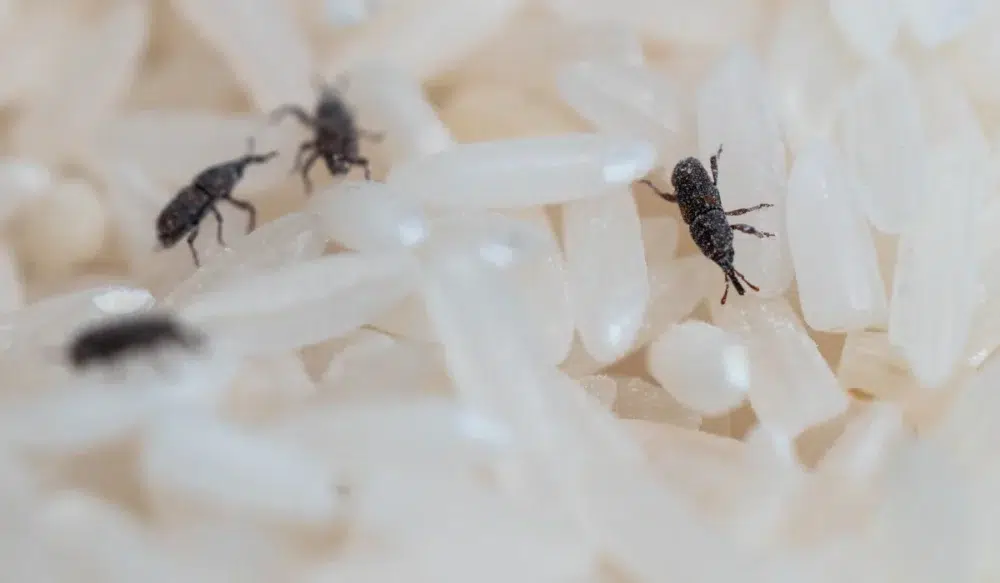 Weevils