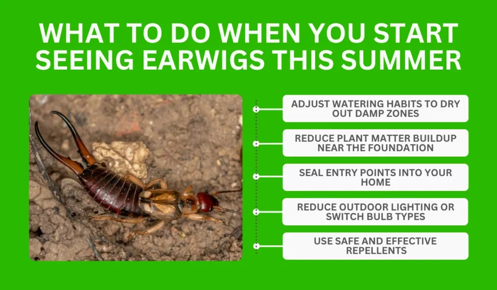 What To Do When You Start Seeing Earwigs This Summer