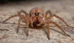 Wolf Spiders