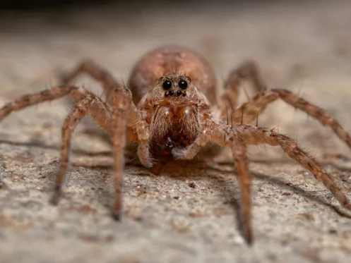 Wolf Spiders