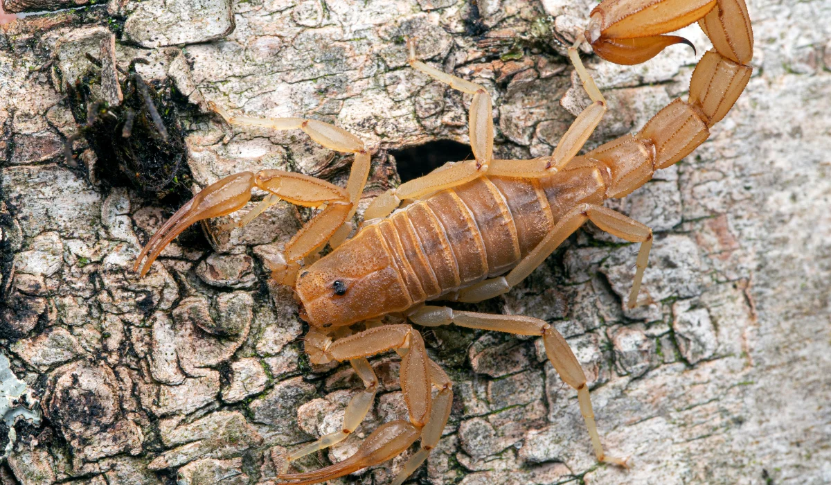 Yellow Ground Scorpions