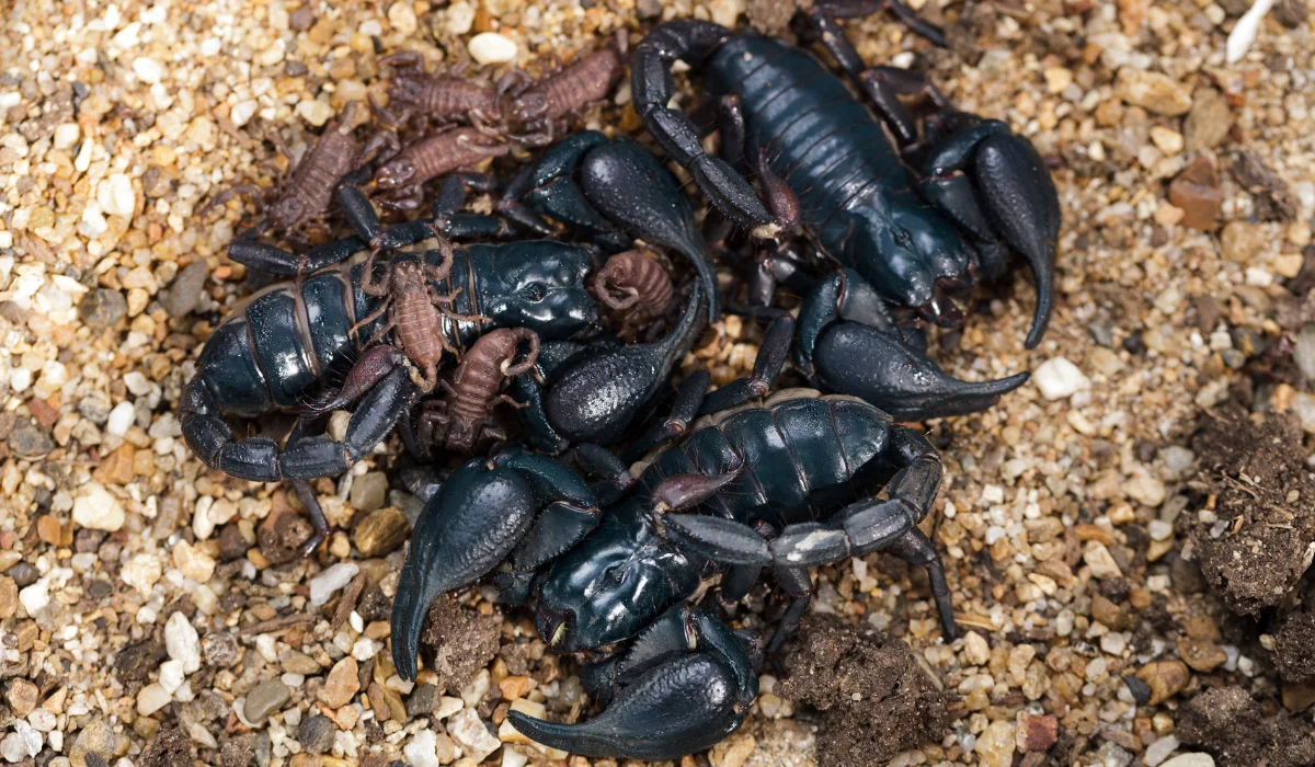 baby scorpion
