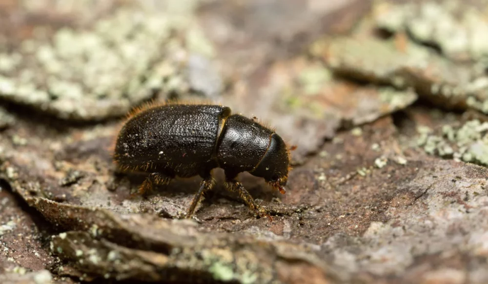 bark beetle