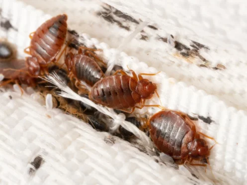 bed bug spreading