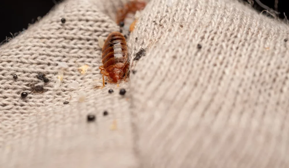 bed bug w/ feces