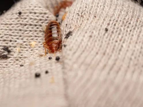 bed bug w/ feces