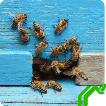 A group of bees surround the outside of a gap in between two pieces of wood on a home