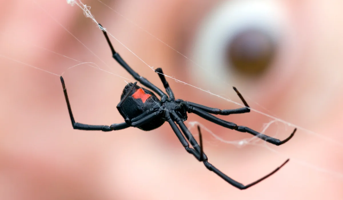 black widow spider