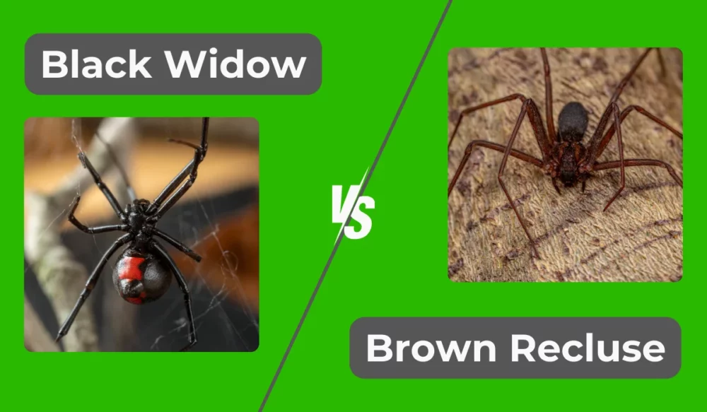 black widow vs brown recluse spider