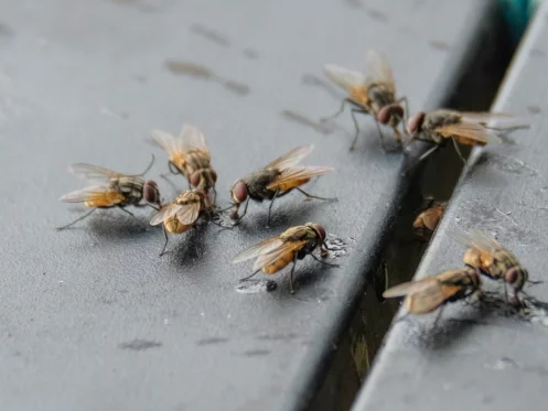 bunch of flies looking for leftover food
