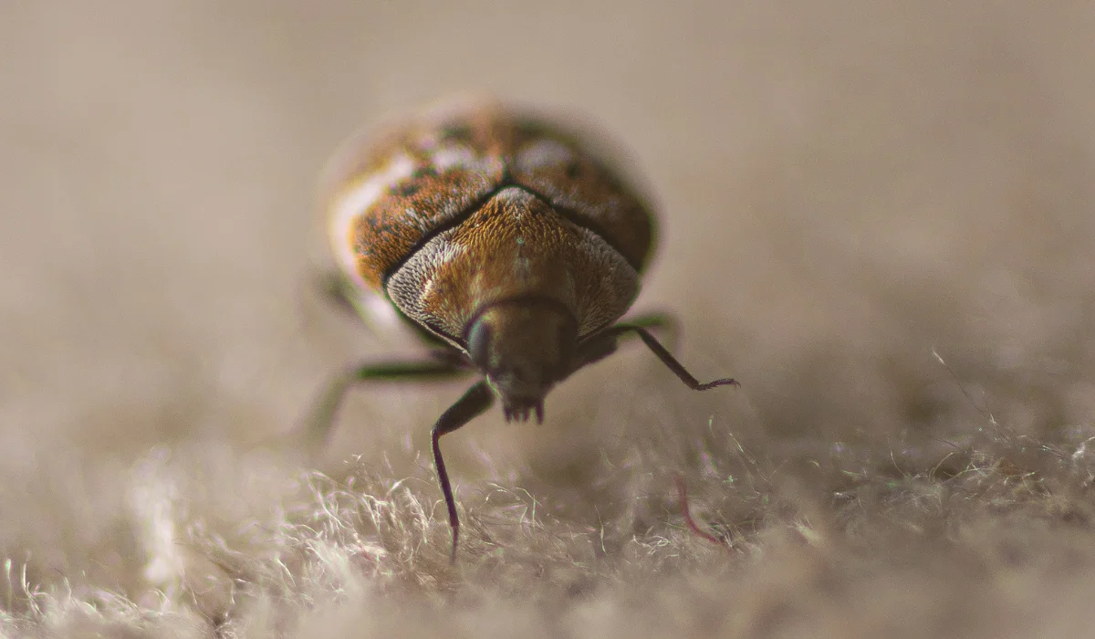 carpet beetle