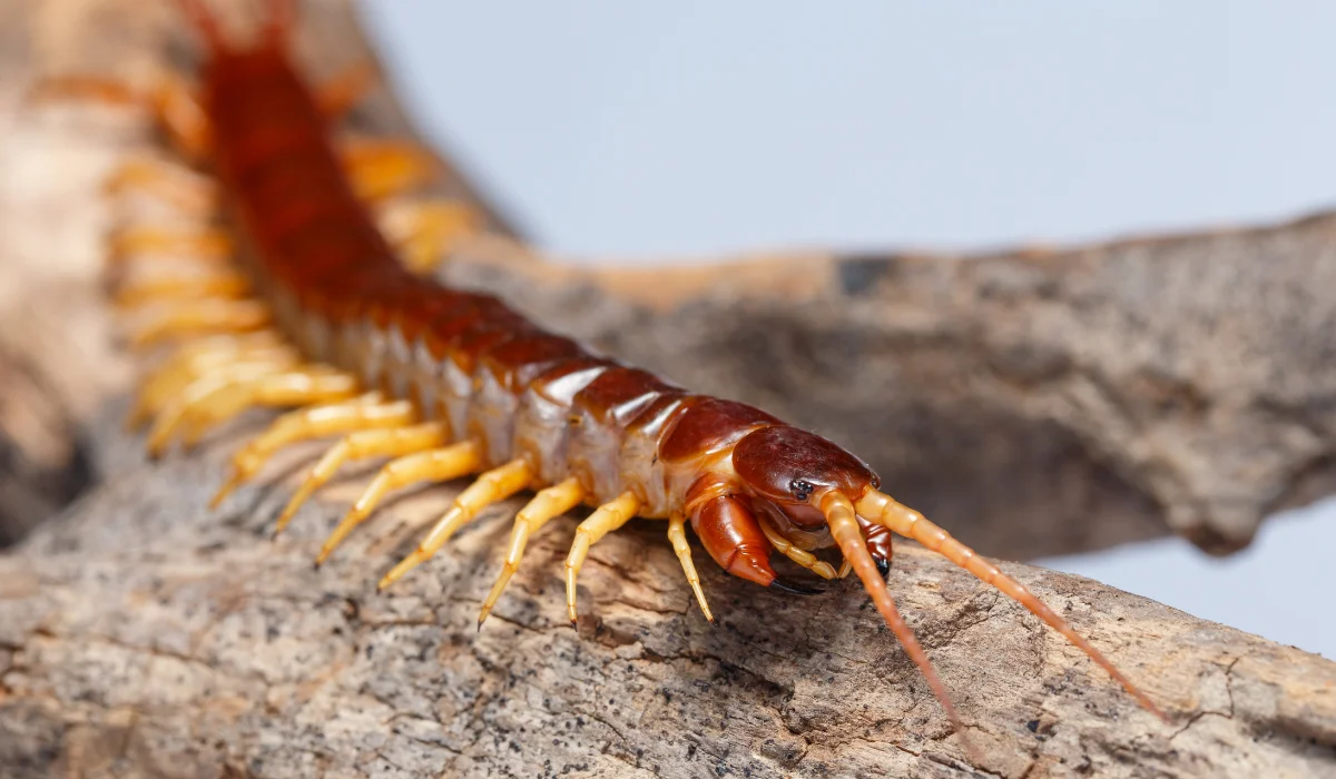 centipede