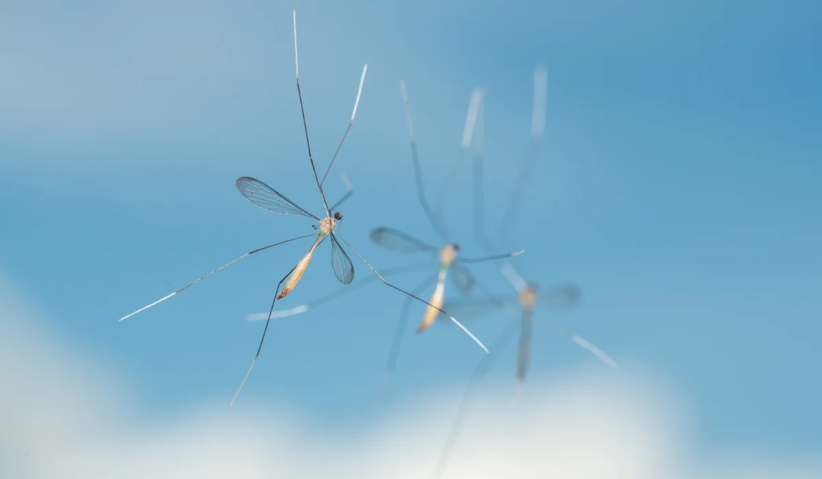 crane flies
