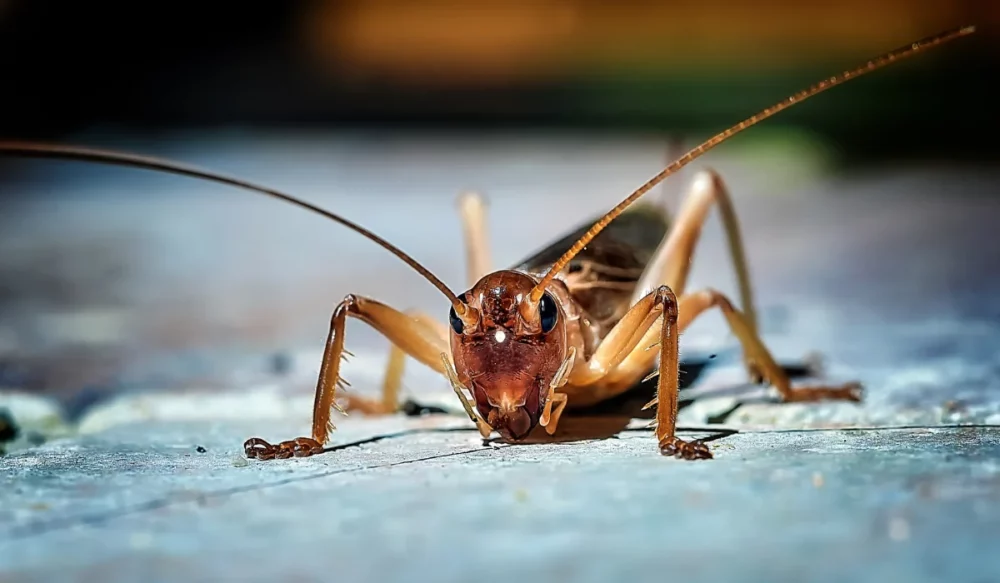 cricket