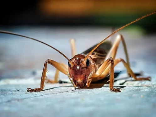 cricket