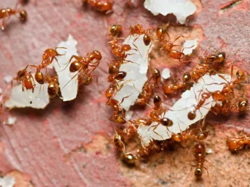 fire ants