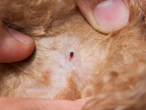 fleas infected on dog fur skin