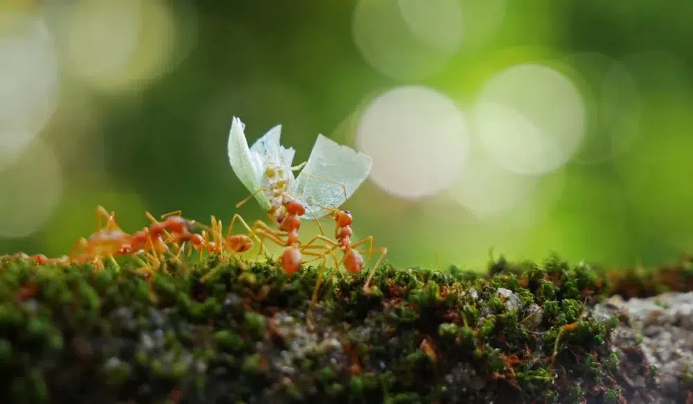 gardent ants