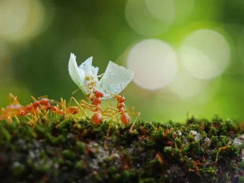 gardent ants