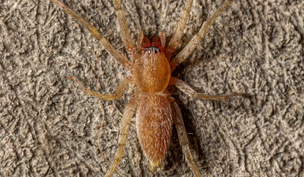 ghost spider
