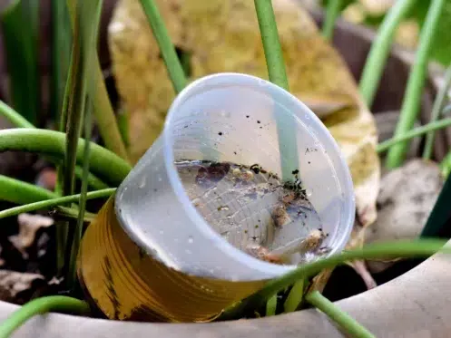 mosquito breeding spot