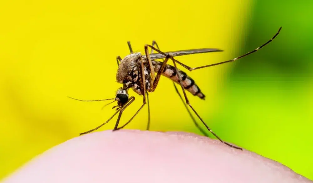 mosquito on human skin
