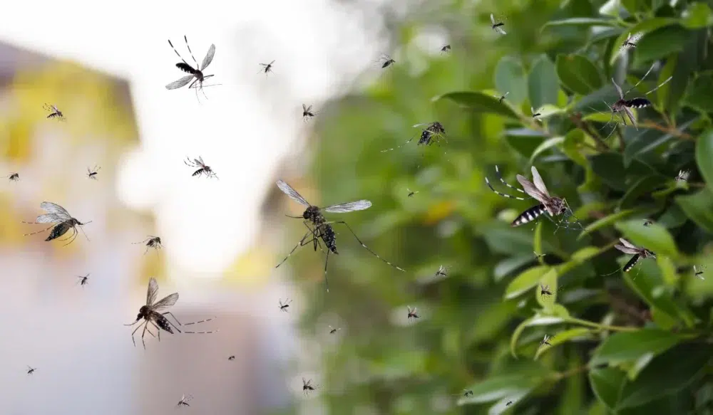 mosquito season