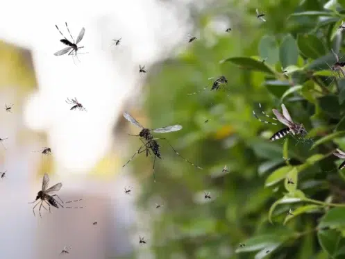 mosquito season