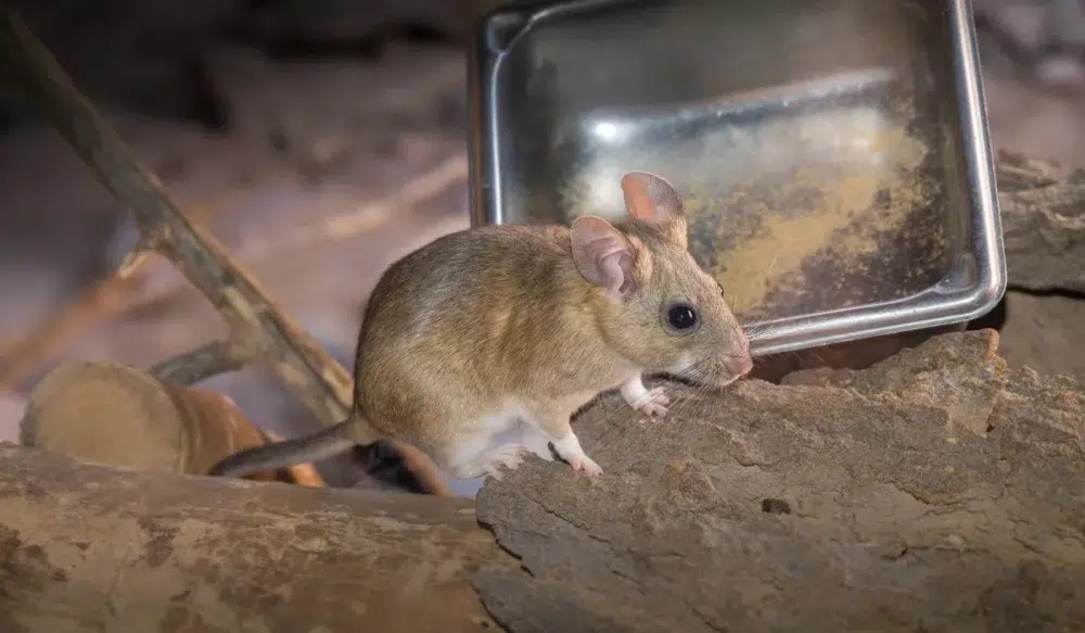 pack rat