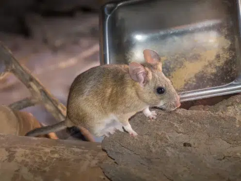 pack rat