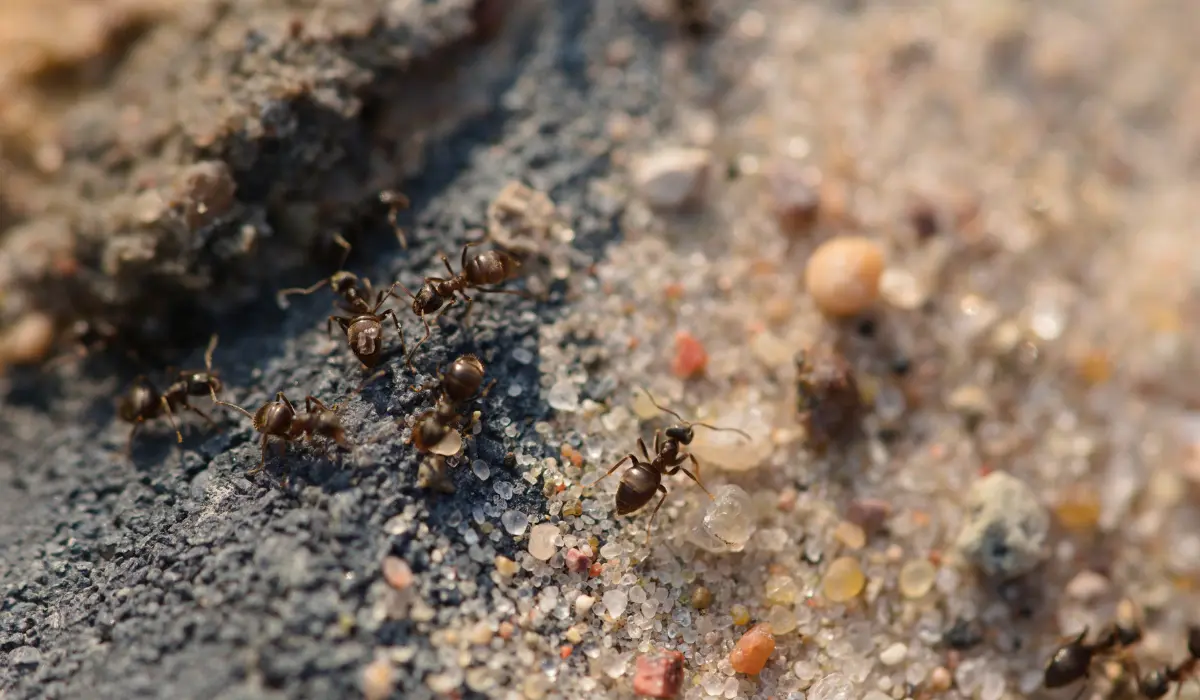 pavement ants