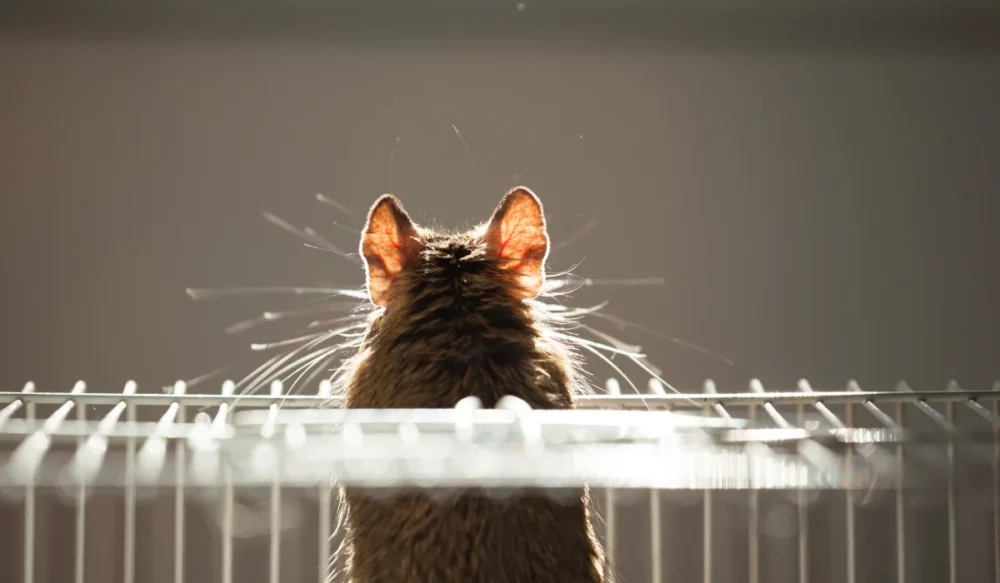 rodent after treatment