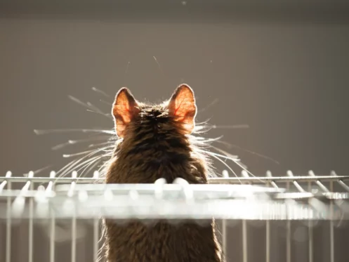 rodent after treatment