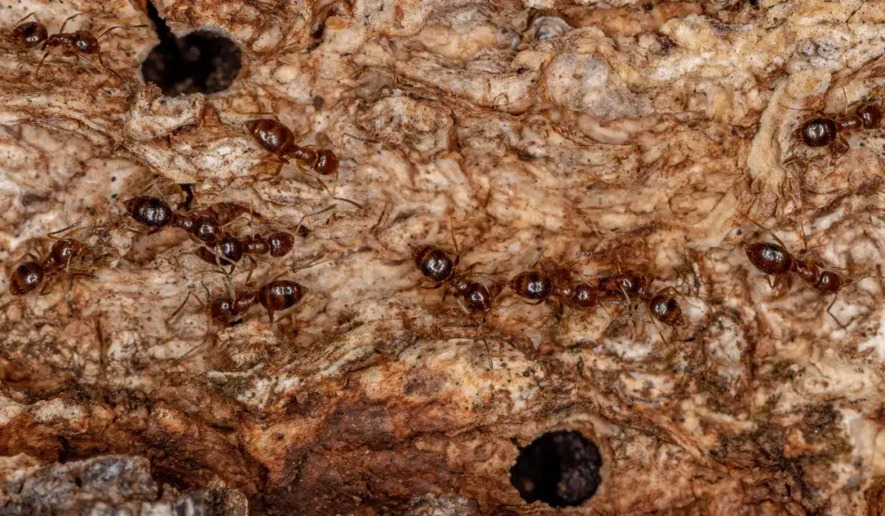 rover ants